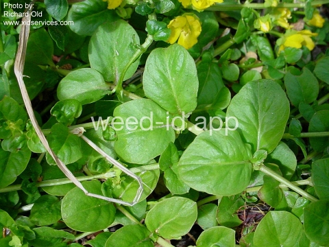 moneywort